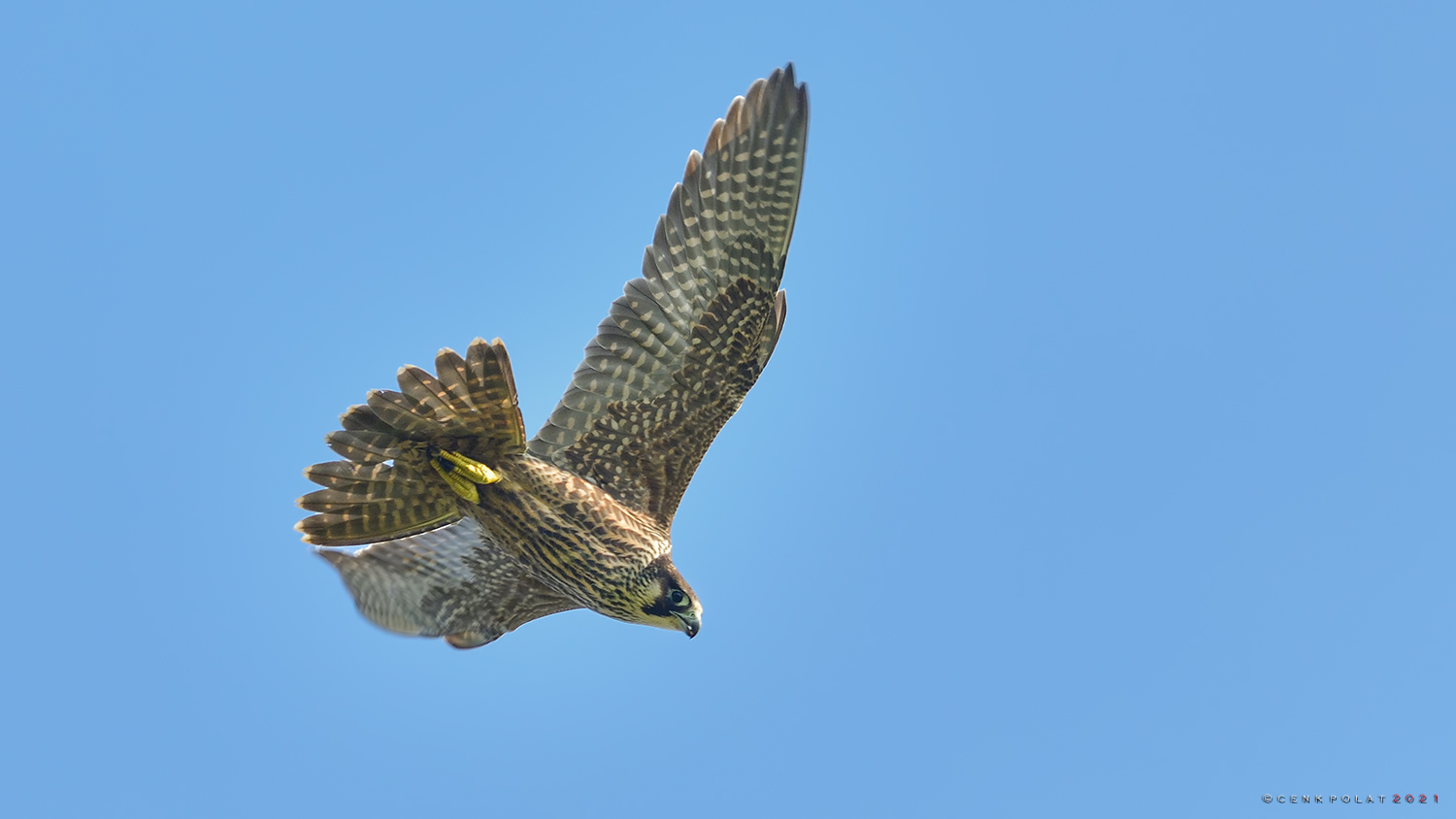 Peregrine Falcon